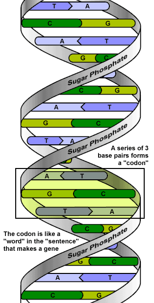 il DNA, l'albero della vita